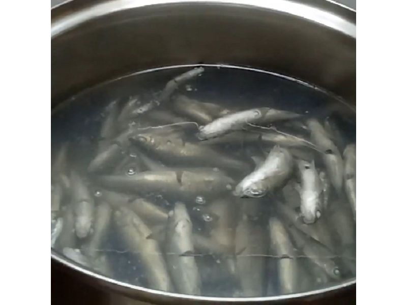 Tiến hành luộc cá linh để nấu canh 